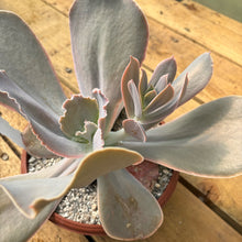 Load image into Gallery viewer, Echeveria gibbiflora san mateo penasco 'Magnifica'