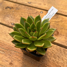 Load image into Gallery viewer, Echeveria agavoides 'Christmas'