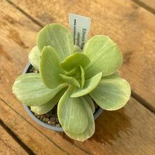 Load image into Gallery viewer, Echeveria 'Mocha' variegated form