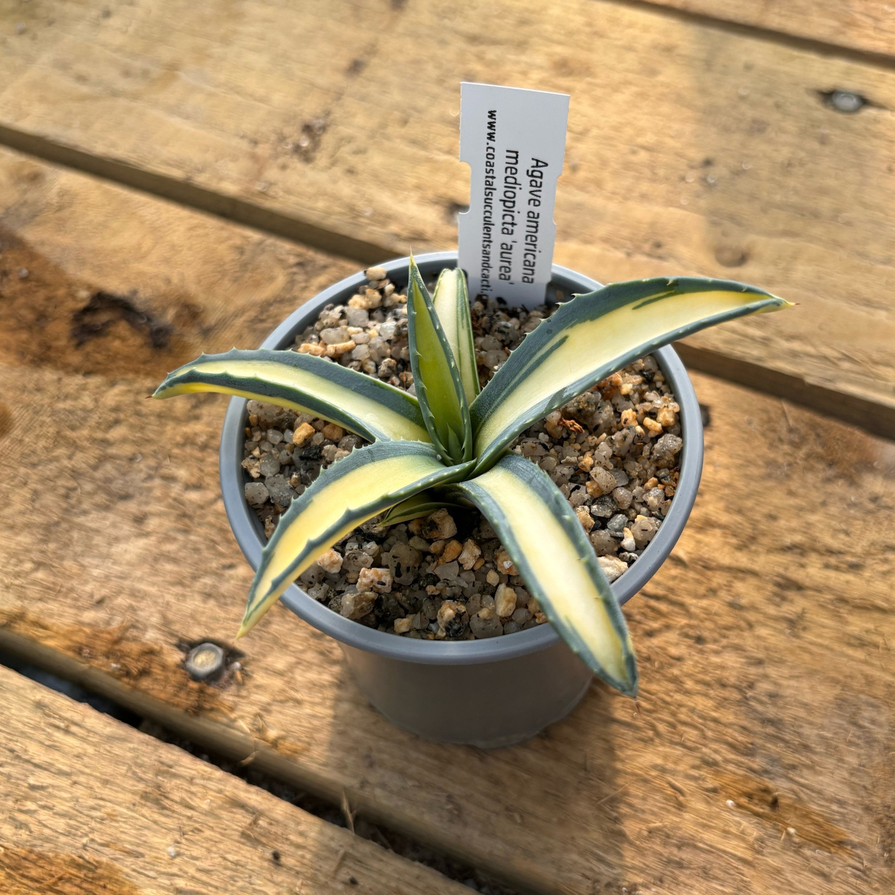 Agave americana mediopicta aurea