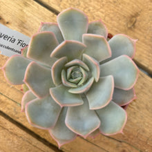 Load image into Gallery viewer, Echeveria 'Fiona'
