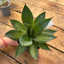 Load image into Gallery viewer, Agave warelliana