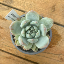 Load image into Gallery viewer, Echeveria 'Iceberg'