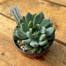 Load image into Gallery viewer, Echeveria amonena perote