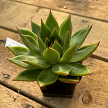 Load image into Gallery viewer, Echeveria agavoides v. Chinampas