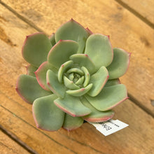 Load image into Gallery viewer, Echeveria 'Patricia'