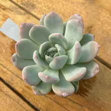 Load image into Gallery viewer, Echeveria 'LauiLindsayana'
