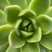 Load image into Gallery viewer, Echeveria agavoides gilva red hydrid