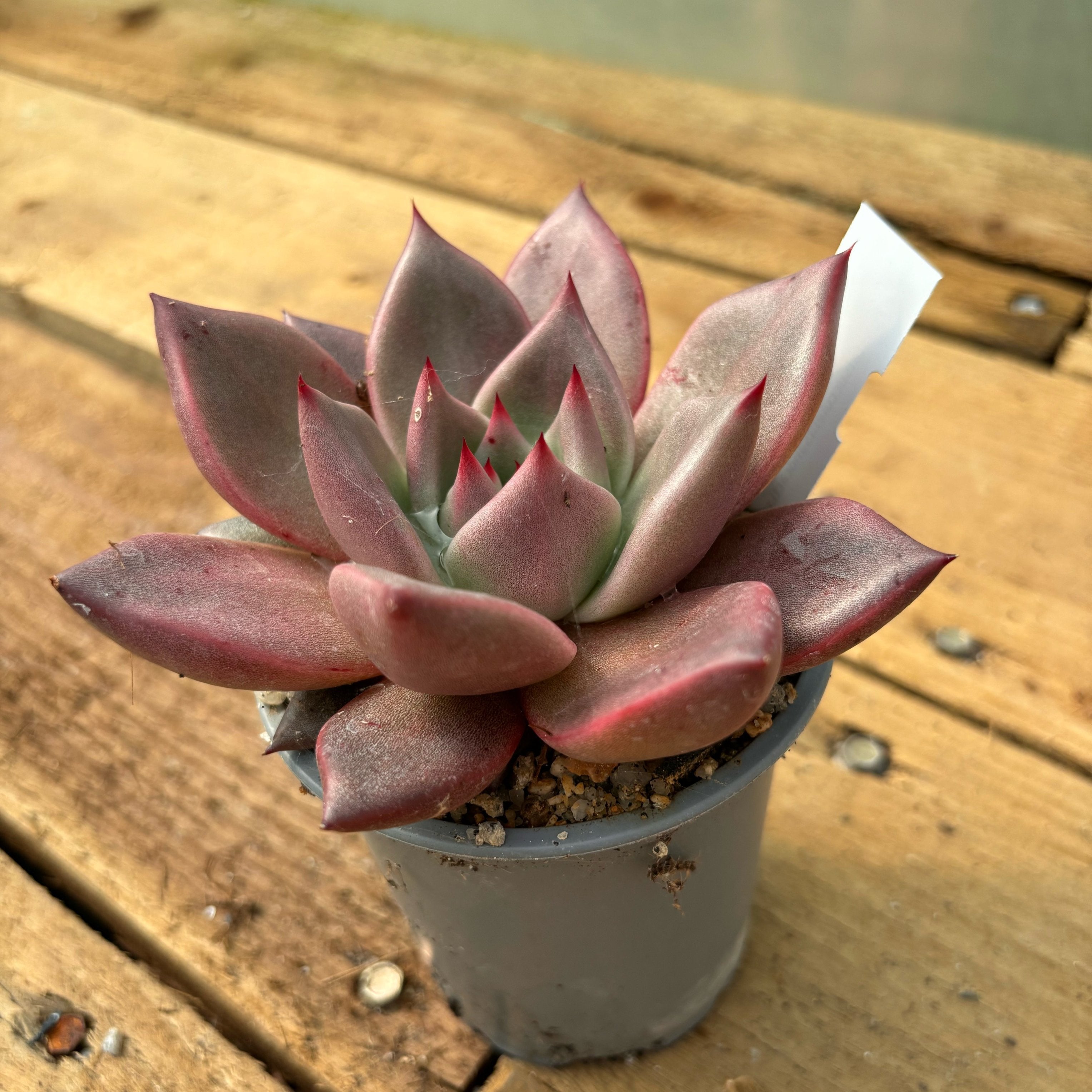 taurus succulent Echeveria agavoides 'Taurus'