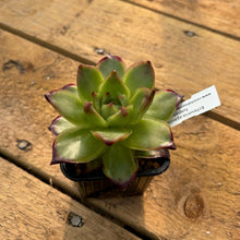 Load image into Gallery viewer, Echeveria agavoides tuxpan