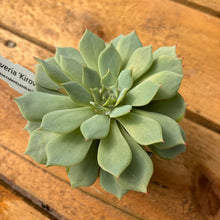 Load image into Gallery viewer, Echeveria 'Kirov'