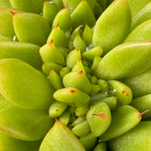 Load image into Gallery viewer, Echeveria agavoides 'Bohemien' cristate form