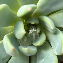 Load image into Gallery viewer, Echeveria amonena perote