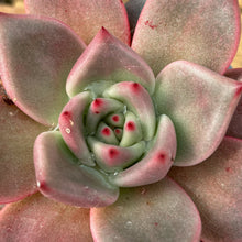 Load image into Gallery viewer, Echeveria agavoides 'Taurus'