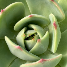 Load image into Gallery viewer, 'Echeveria 'Sensation'