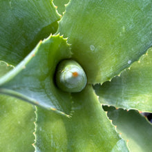 Load image into Gallery viewer, Agave warelliana