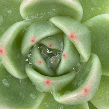 Load image into Gallery viewer, Echeveria 'Ebroe'