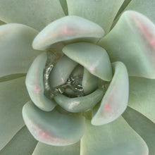 Load image into Gallery viewer, Echeveria 'LauiLindsayana'