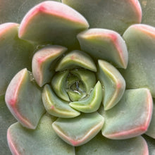 Load image into Gallery viewer, Echeveria 'Roman'
