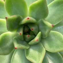 Load image into Gallery viewer, Echeveria agavoides v. Chinampas