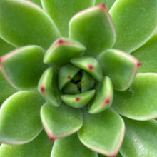 Load image into Gallery viewer, Echeveria agavoides 'Christmas'