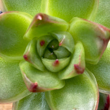 Load image into Gallery viewer, Echeveria agavoides tuxpan