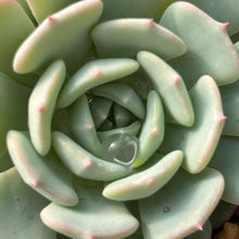 Load image into Gallery viewer, Echeveria 'White Moria'