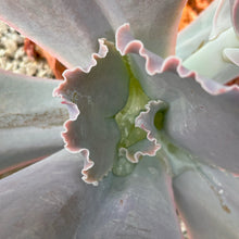 Load image into Gallery viewer, Echeveria gibbiflora san mateo penasco 'Magnifica'