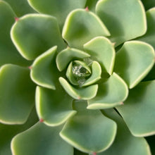 Load image into Gallery viewer, Echeveria 'Lala'