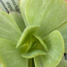 Load image into Gallery viewer, Echeveria 'Mocha' variegated form