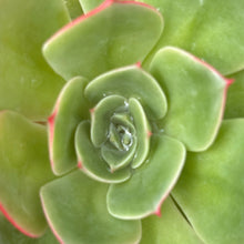 Load image into Gallery viewer, Echeveria 'Cherry Fantasy'