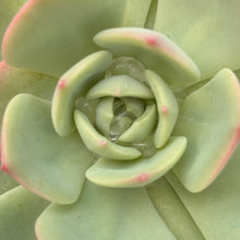 Load image into Gallery viewer, Echeveria 'Patricia'