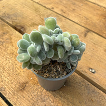 Load image into Gallery viewer, Echeveria pulvinata 'Frosty' cristata