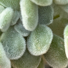 Load image into Gallery viewer, Echeveria pulvinata 'Frosty' cristata