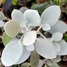 Load image into Gallery viewer, Kalanchoe hildebrandtii