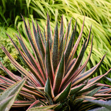 Load image into Gallery viewer, Mangave 'Pineapple Punch'