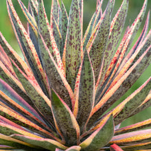 Load image into Gallery viewer, Mangave 'Pineapple Punch'