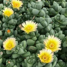 Load image into Gallery viewer, Delosperma lehmanni