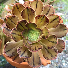 Load image into Gallery viewer, Aeonium arboreum var. rubrolineatum