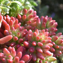 Load image into Gallery viewer, Sedum × rubrotinctum 'Aurora'