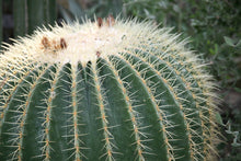 Load image into Gallery viewer, Echinocactus grusonii 'Golden Barrel Cactus'