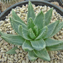 Load image into Gallery viewer, Aloe brevifolia variegata