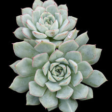 Load image into Gallery viewer, Echeveria californica