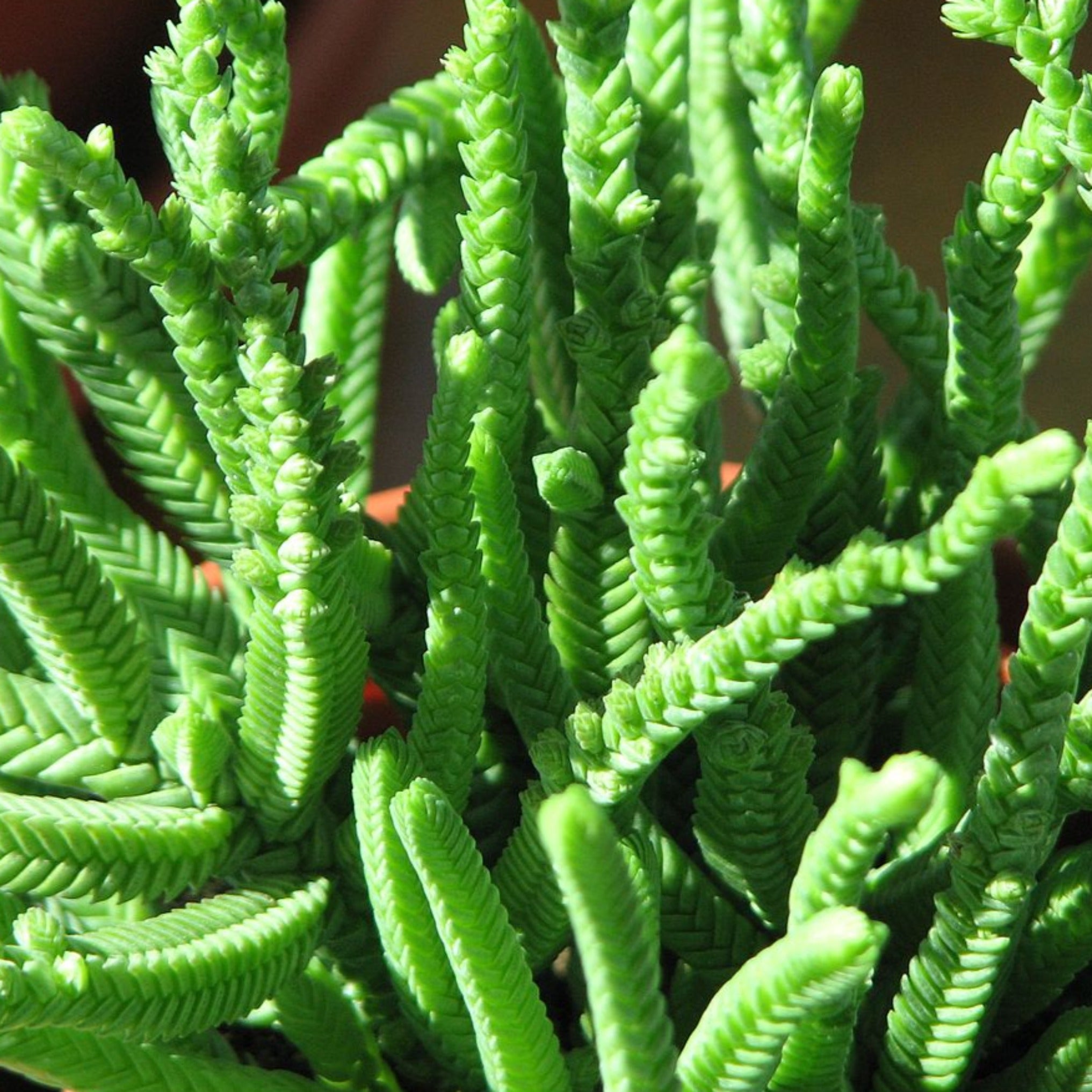 succulent crassula lycopodioides Crassula lycopodioides