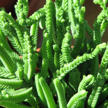 Load image into Gallery viewer, Crassula lycopodioides