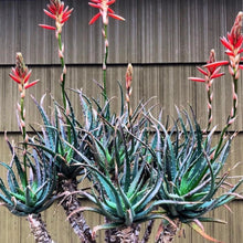 Load image into Gallery viewer, Aloe humilis