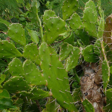 Load image into Gallery viewer, Opuntia monacantha