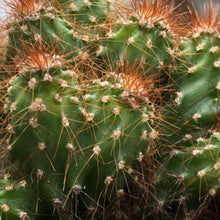 Load image into Gallery viewer, Cereus jamacaru monstrous