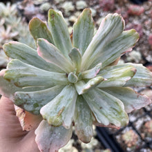 Load image into Gallery viewer, Echeveria hoveyi variegata