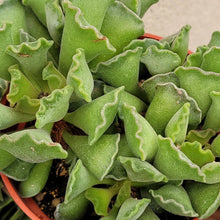 Load image into Gallery viewer, Adromischus cristatus